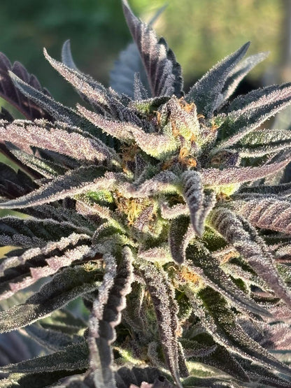 Tricomoon Cannabis Clone | Exotic Hybrid Strain | Canna Clones