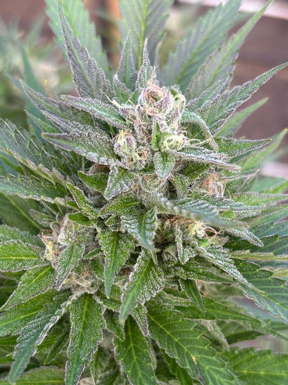 White Widow Clone | Classic Hybrid Cannabis Clone | Canna Clones 