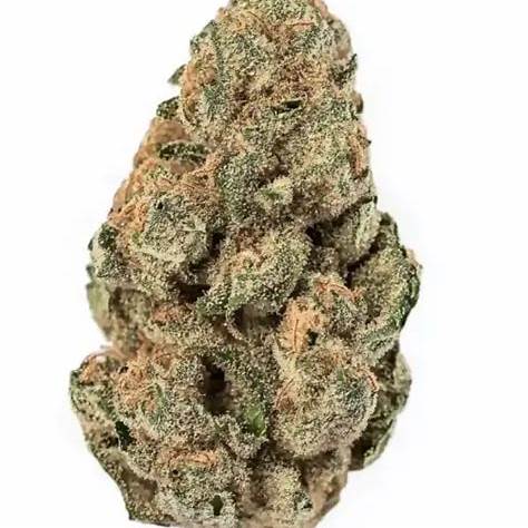 White Widow Clone | Classic Hybrid Cannabis Clone | Canna Clones 