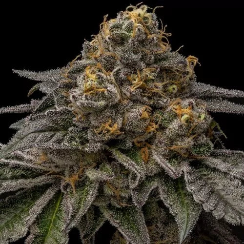 Brake Pad Breath Clone | Brake Pad Breath Genetics | Canna Clones