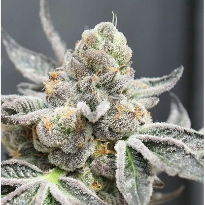 Brake Pad Breath Clone | Brake Pad Breath Genetics | Canna Clones