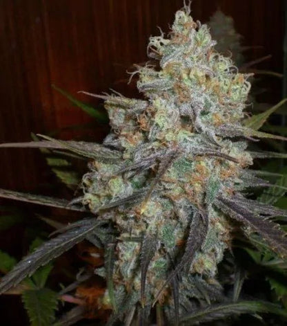 Chocolope Cannabis Clone | High Yield Sativa Clone | Canna Clones