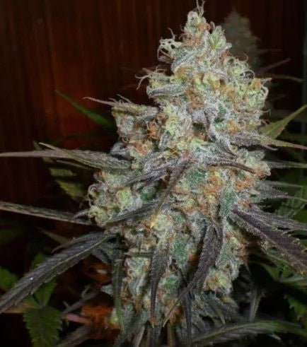 Chocolope Cannabis Clone | High Yield Sativa Clone | Canna Clones