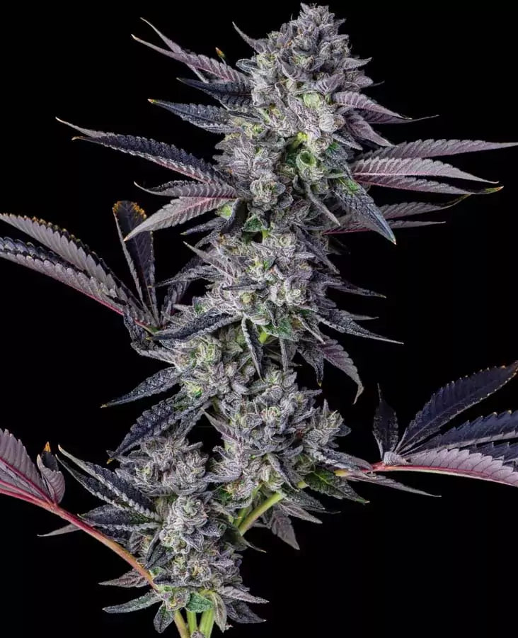 Honeycomb Pave Clone | Premium Genetics Clone | Canna Clones