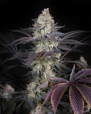 Milky Dreams Clone | Premium Cannabis Clone | Canna Clones