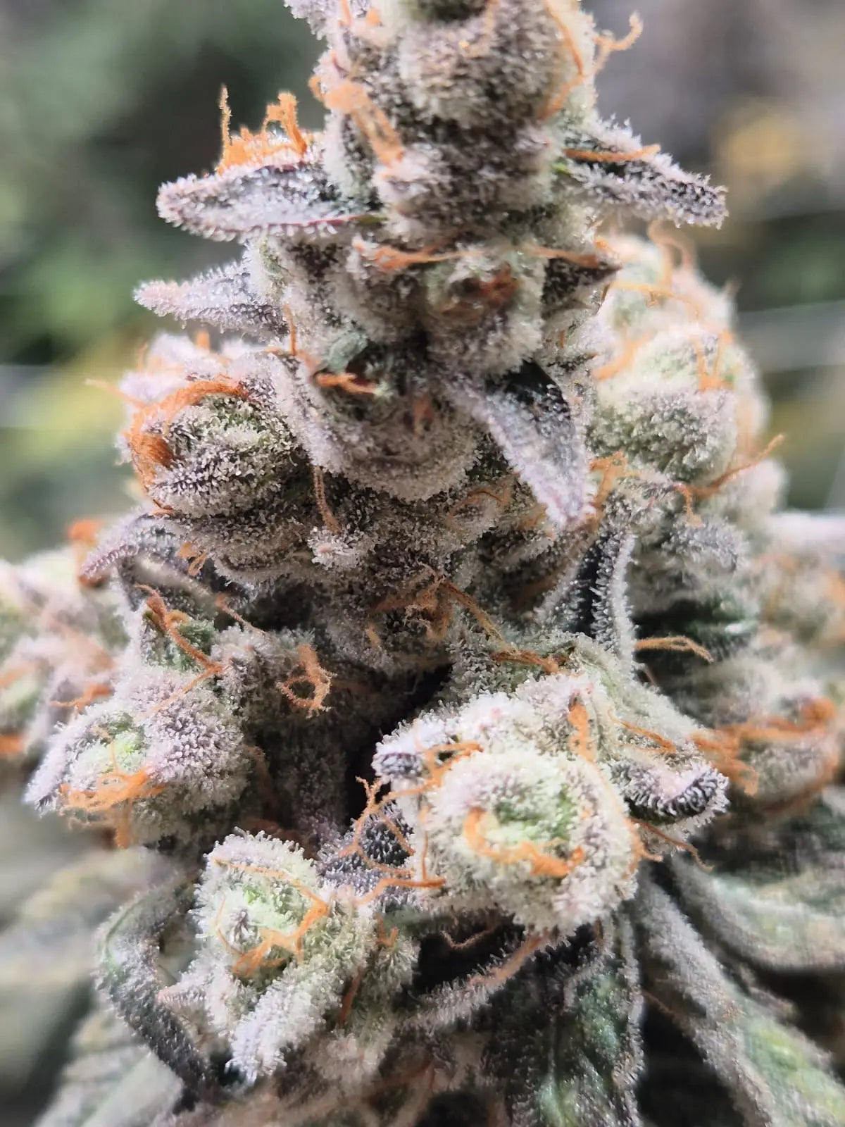 Slurrican Clone Plant | Slurrican Cannabis Clone | Canna Clones