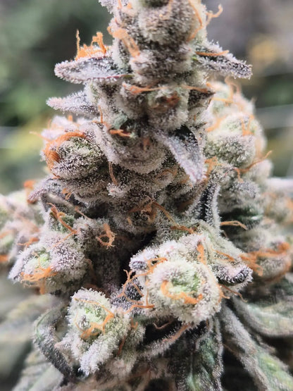 Slurrican Clone Plant | Slurrican Cannabis Clone | Canna Clones