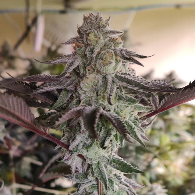 Supreme Oreoz Clone | Oreoz Cannabis Clone | Canna Clones